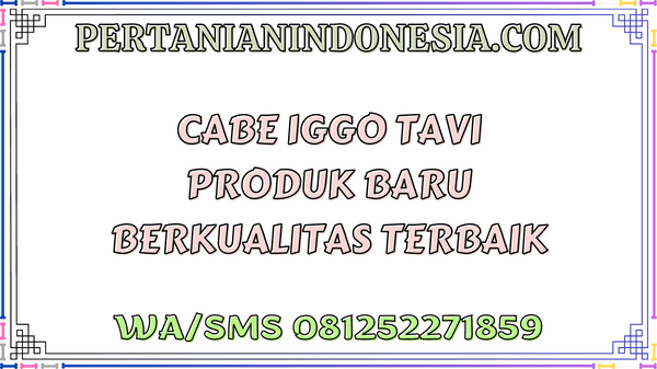Cabai Iggo Tavi Produk Baru Berkualitas Terbaik